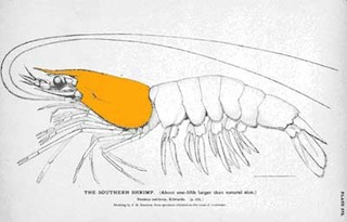 carapace