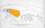 Carapace / Thorax