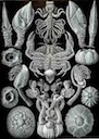 Barnacles | Where are your legs?