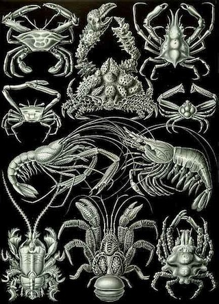 decapoda