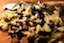 Fermented Black Beans, Garlic, Ginger