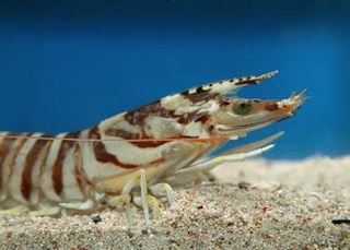 giant_tiger_prawn