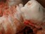 Frozen Jumbo Prawns | Preparation for Cooking