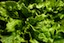 Jumbo Prawn Wok Recipe | Garnish | Romaine Lettuce