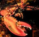 Crustacea | Where are your legs?