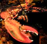 lobster