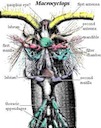 Copepods | Mandibles and more