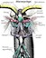 Tour of Crustacea Legs