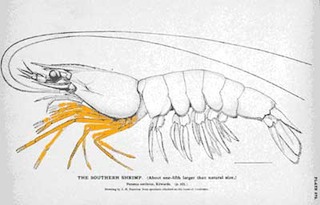 pereiopods