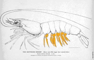 pleopods