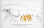 Pleopods