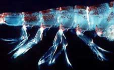 pleopods_photo