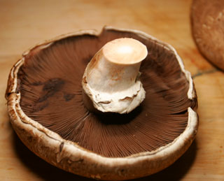 portabella_mushroom_mature