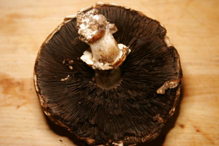 portabella_mushroom_old