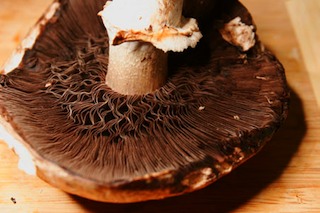 portabella_old_gills