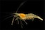 Decapoda | Finding our Prawns?