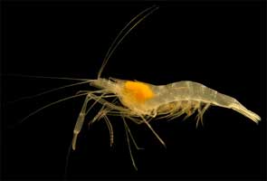 shrimp